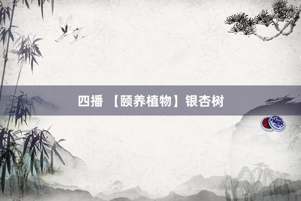 四播 【颐养植物】银杏树